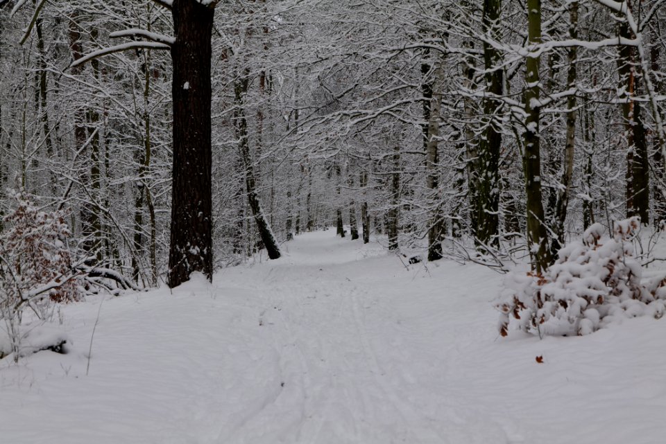 Roedenbecksteig Düppeler Forst with snow 2021-01-30 09
