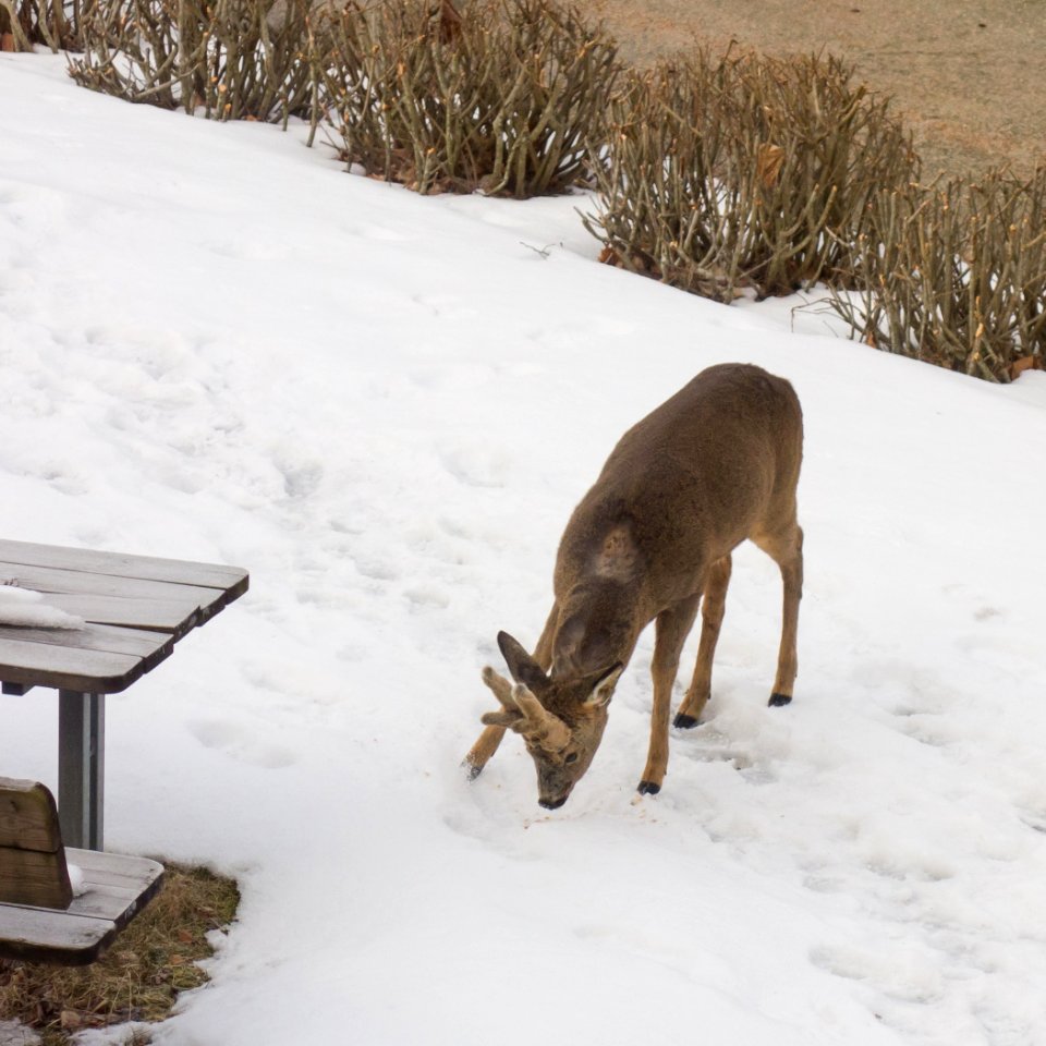 Roe deer buck in Brastad 1
