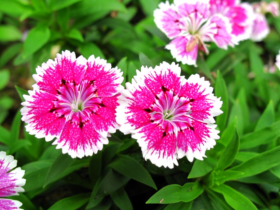 Pink flower summer