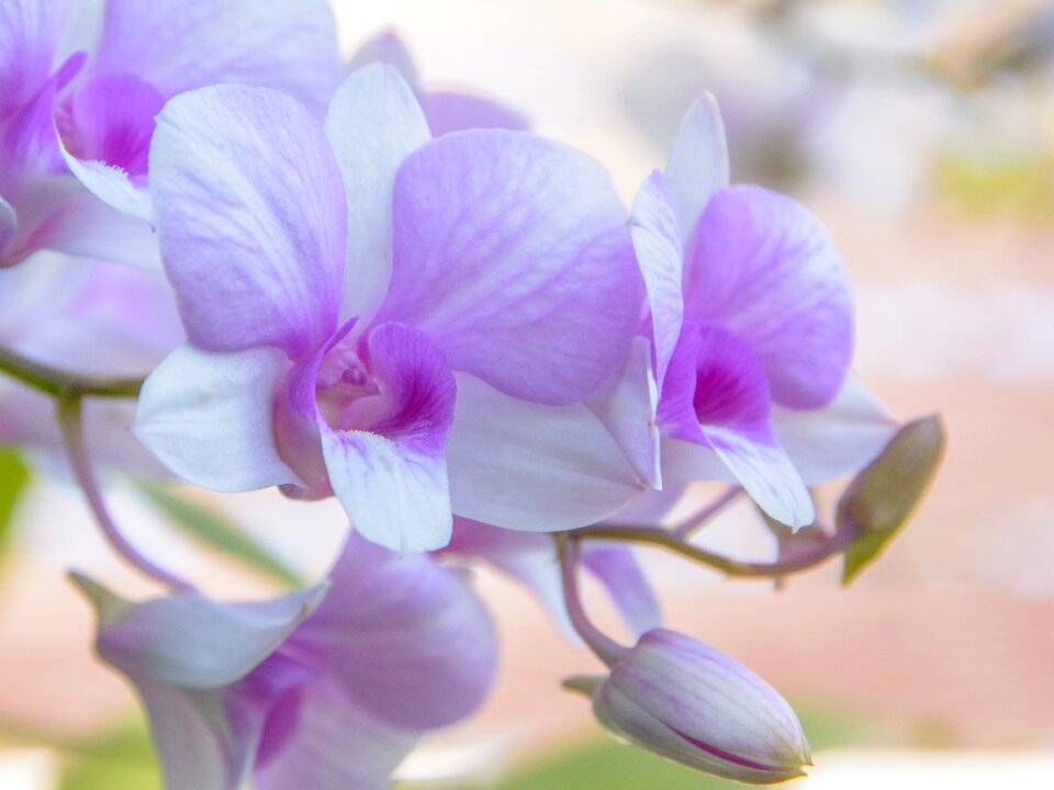 White closeup purple