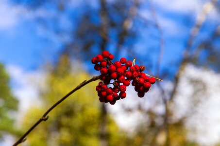 Bright fruit red photo