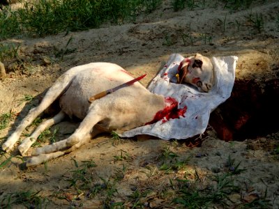 Qurban 1