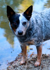 Queensland heeler - Public Domain
