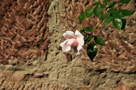 Individually pink rose romantic