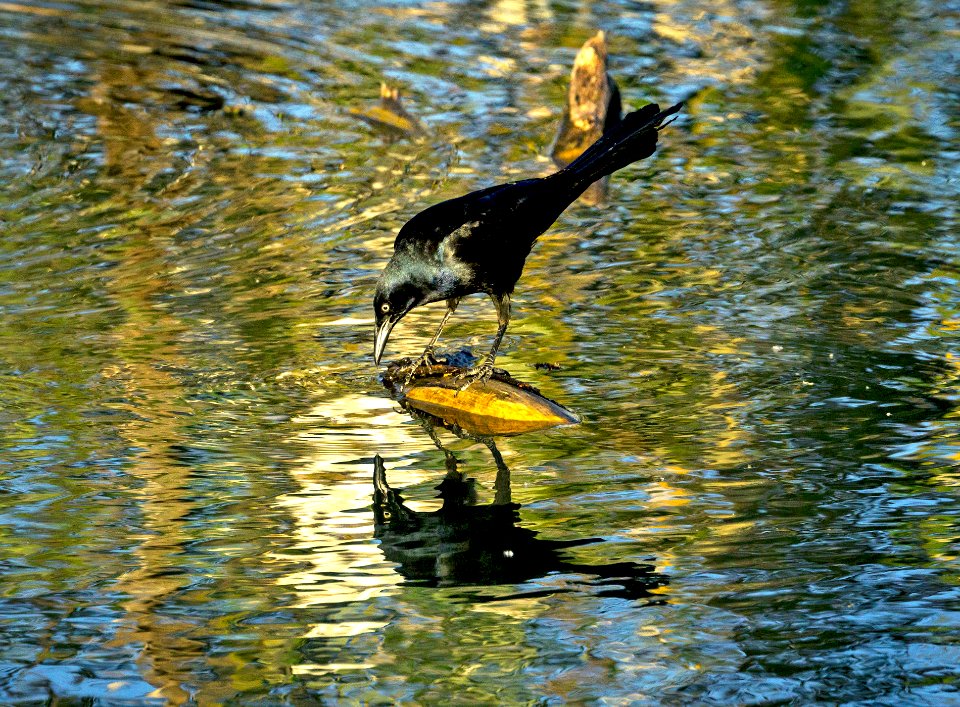 Quiscalus mexicanus, near Mexico City (243457587)