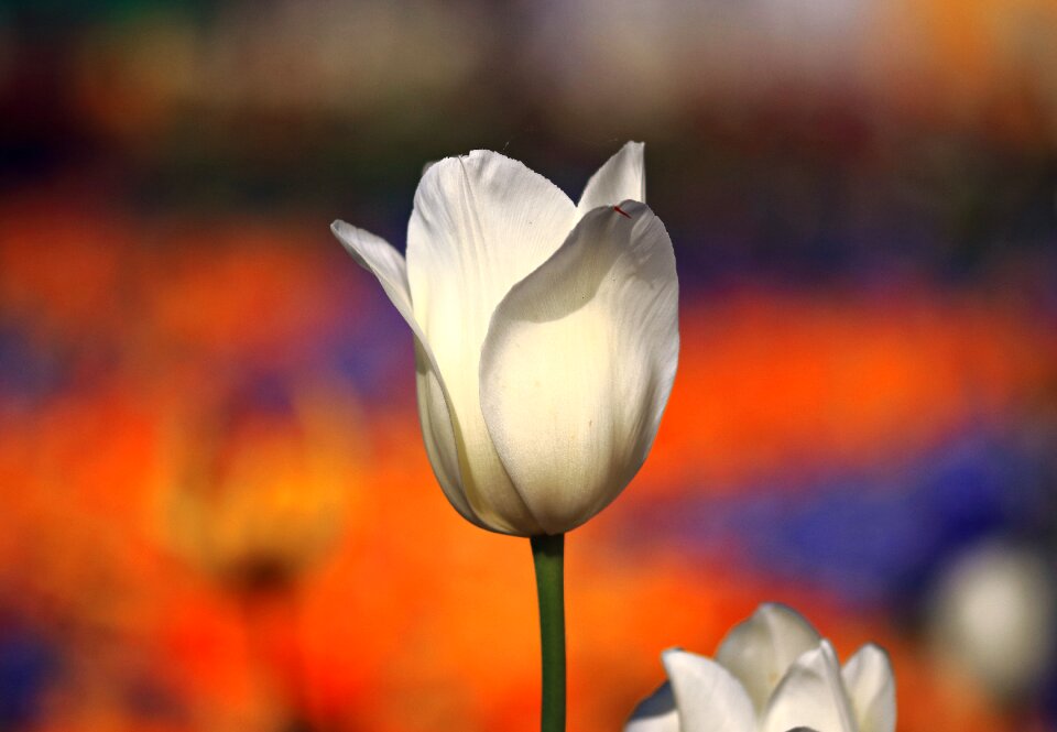 Flowers blossom bloom