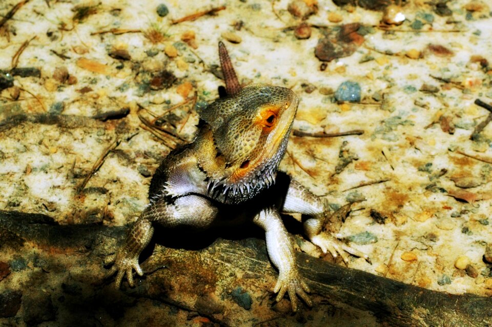 Izard reptile animal
