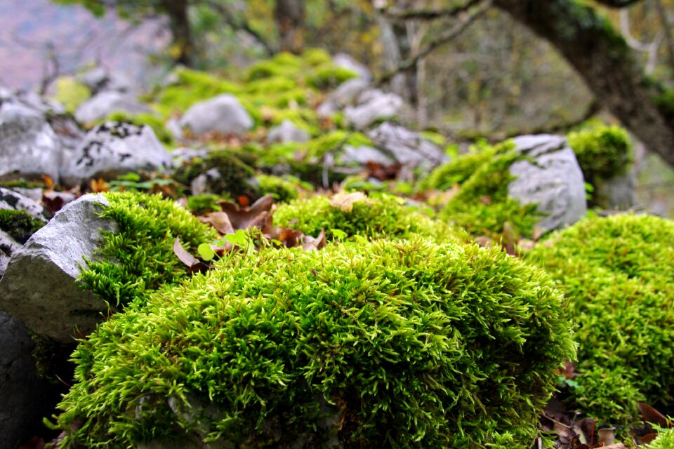 Autumn the abruzzo national park national park of abruzzo