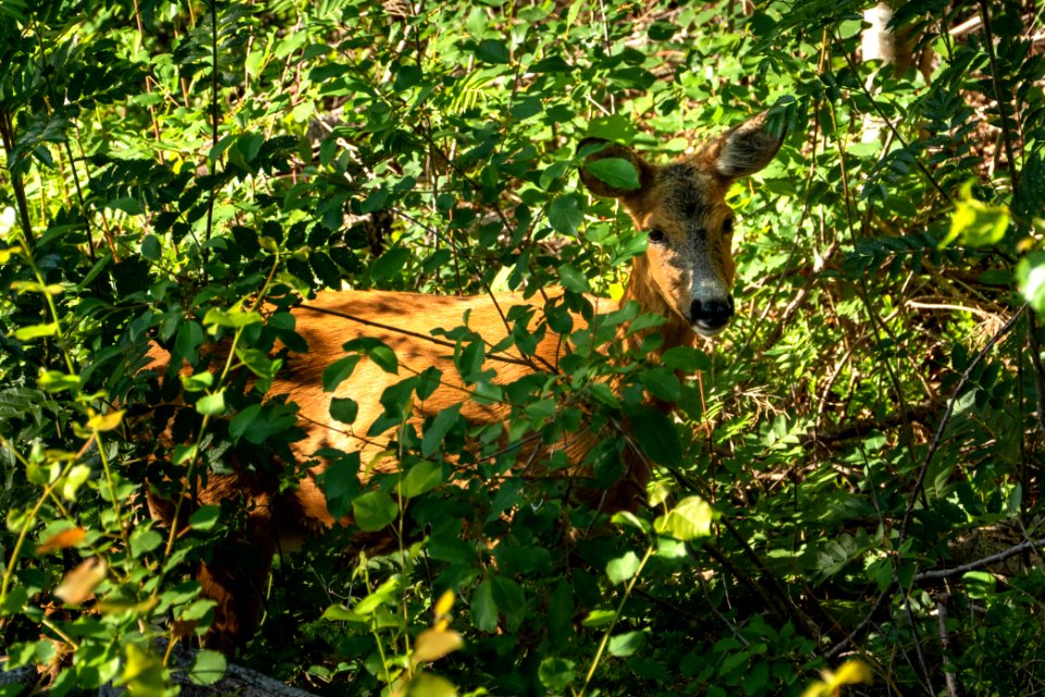 Roe deer eating leaves in Tuntorp 5