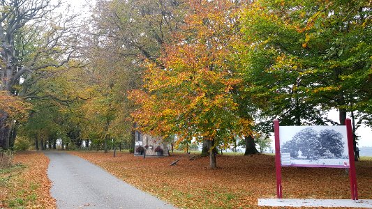 Rodt-Rodter Buchen (2)