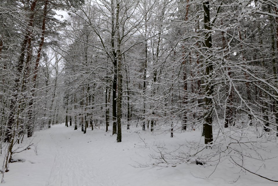 Roedenbecksteig Düppeler Forst with snow 2021-01-30 10