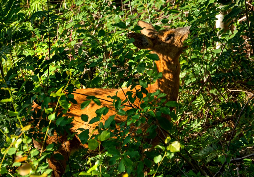 Roe deer eating leaves in Tuntorp 2