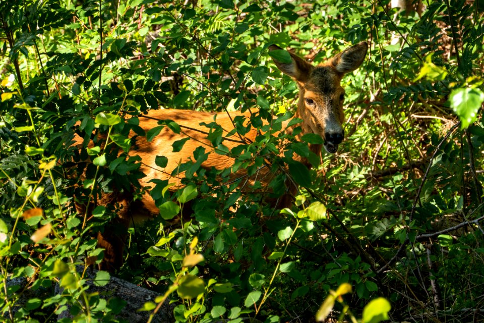 Roe deer eating leaves in Tuntorp 4