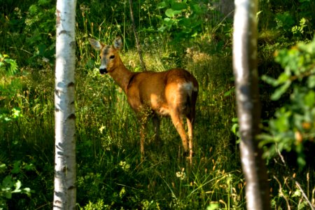 Roe deer among trees in Tuntorp