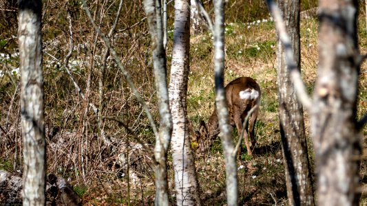 Roe deer in Brastad 5
