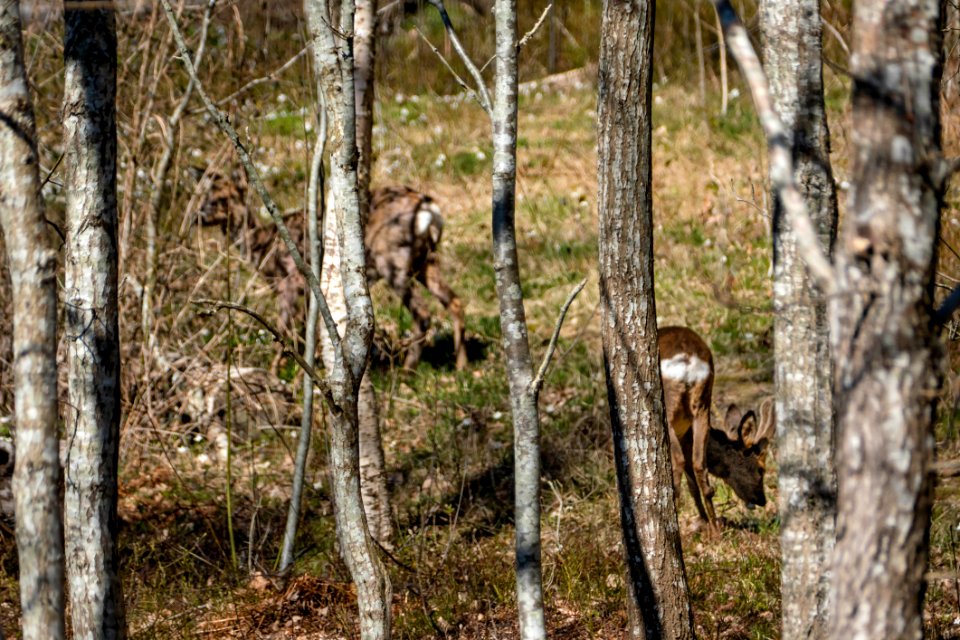 Roe deer in Brastad 4