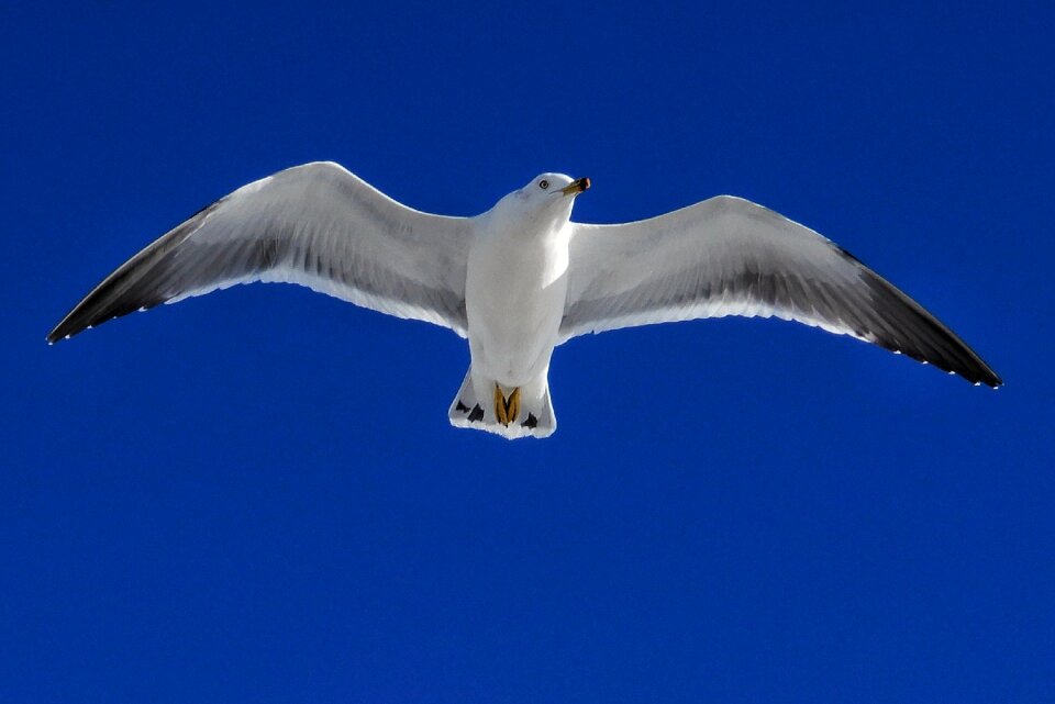Seabird wild animal natural