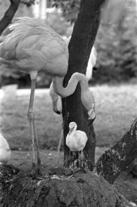 Rode flamingo geboren in Artis. Moeder met jong, Bestanddeelnr 921-4881