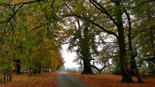 Rodt-Rodter Buchen (7)