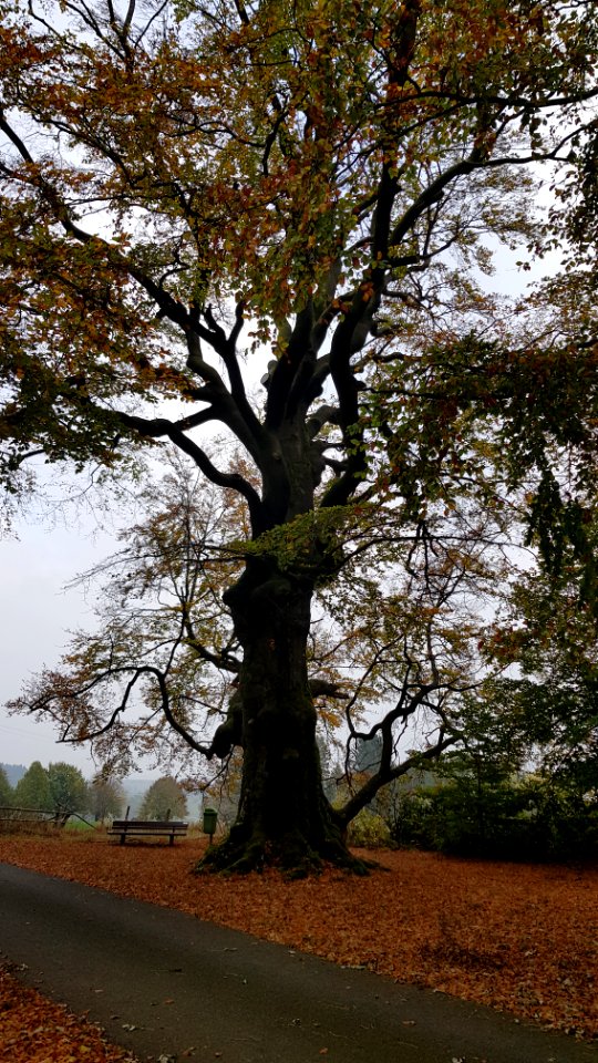 Rodt-Rodter Buchen (8)