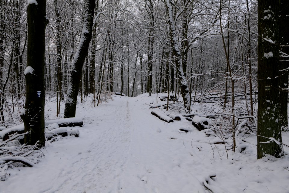 Roedenbecksteig Düppeler Forst with snow 2021-01-30 02