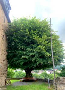 Rod an der Weil, Lutherlinde