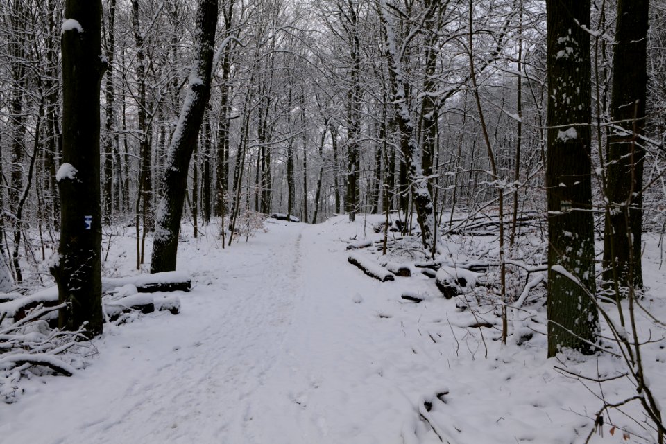 Roedenbecksteig Düppeler Forst with snow 2021-01-30 01