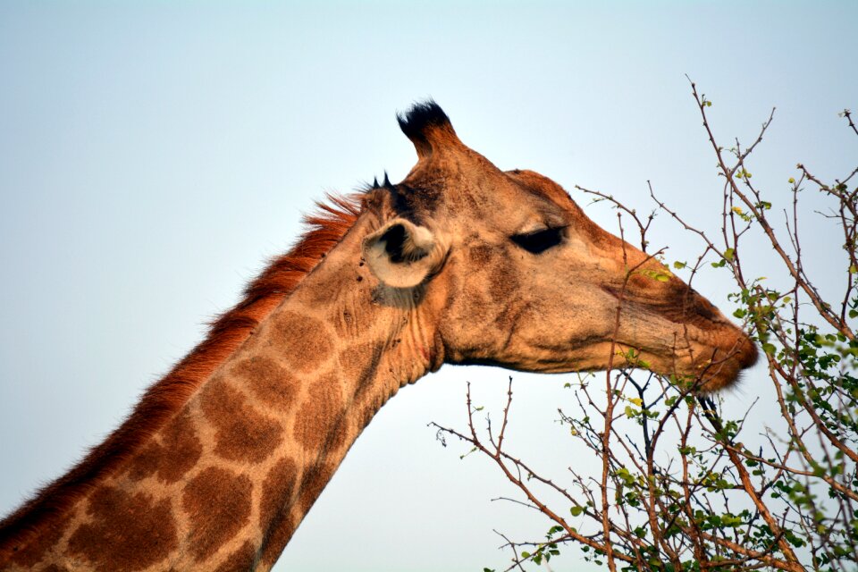 Africa nature giraffe
