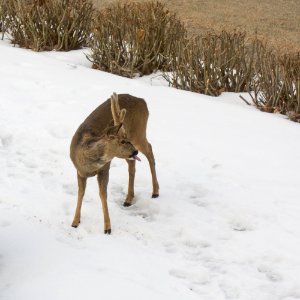 Roe deer buck in Brastad 3 photo