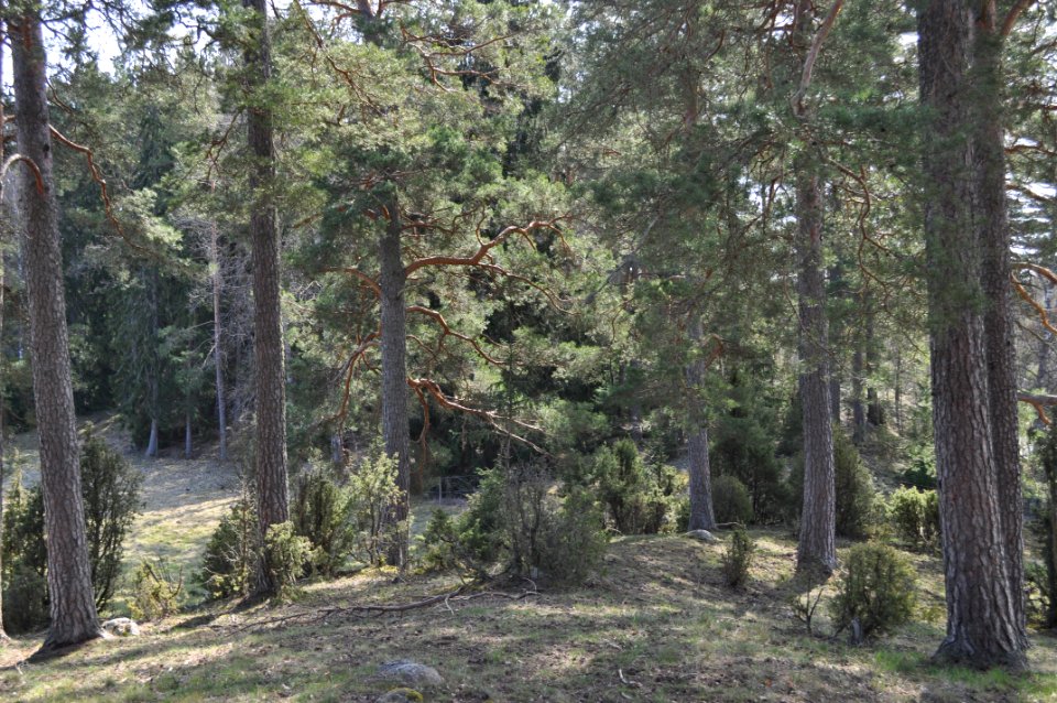Rockelstaåsen 1