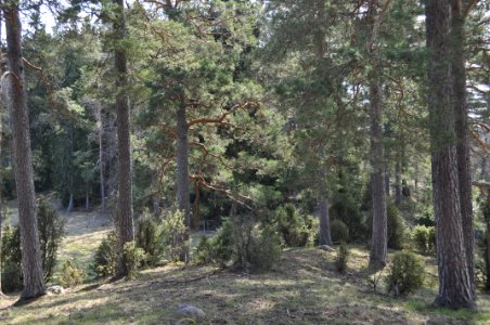 Rockelstaåsen 1