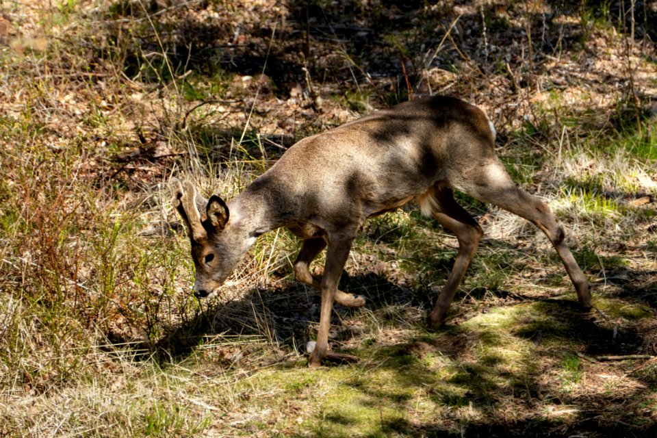 Roe deer in Brastad 3