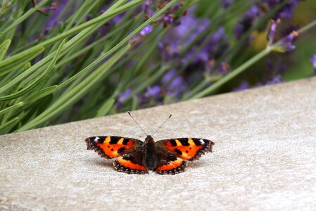 Aglais summer color photo