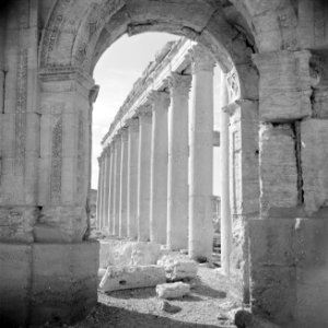 Romeinse overblijfselen te Palmyra Zicht op de collonadestraat vanuit de toega…, Bestanddeelnr 255-6098