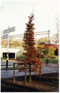Rode beukenboom in het Kenaupark, geplant in november 1995 t.g.v. het feit dat Haarlem 750 jaar stadsrechten bezit. Op de achtergrond is een posttrein te zien