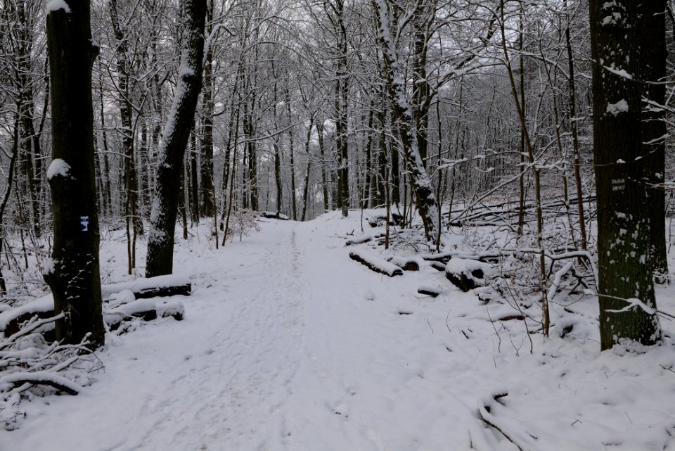 Roedenbecksteig Düppeler Forst with snow 2021-01-30 03
