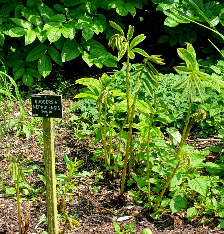 Rodgersia nepalensis - Savill Garden - Windsor Great Park, England - DSC06462