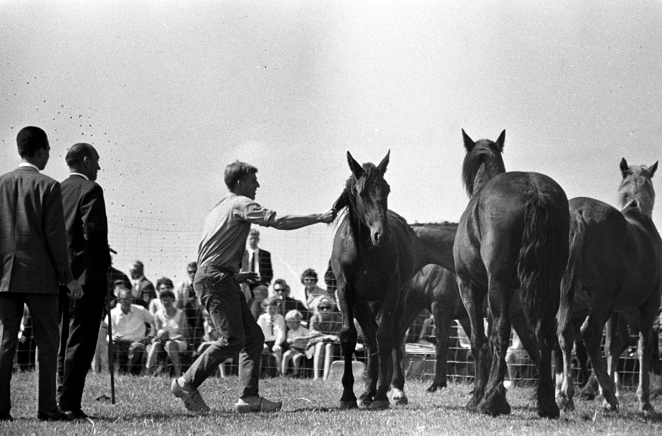 Rodeo in Schagen. Paardenvanger gaat hier achter een Friese hengst aan, Bestanddeelnr 920-6130