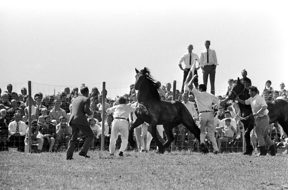 Rodeo in Schagen. Paardenvanger gaat hier achter een Friese hengst aan, Bestanddeelnr 920-6124