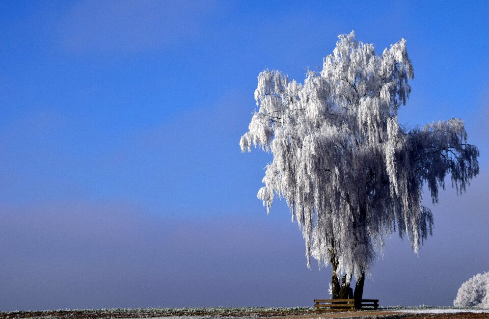 Nature snow cold photo