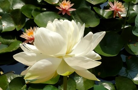 Water garden bloom
