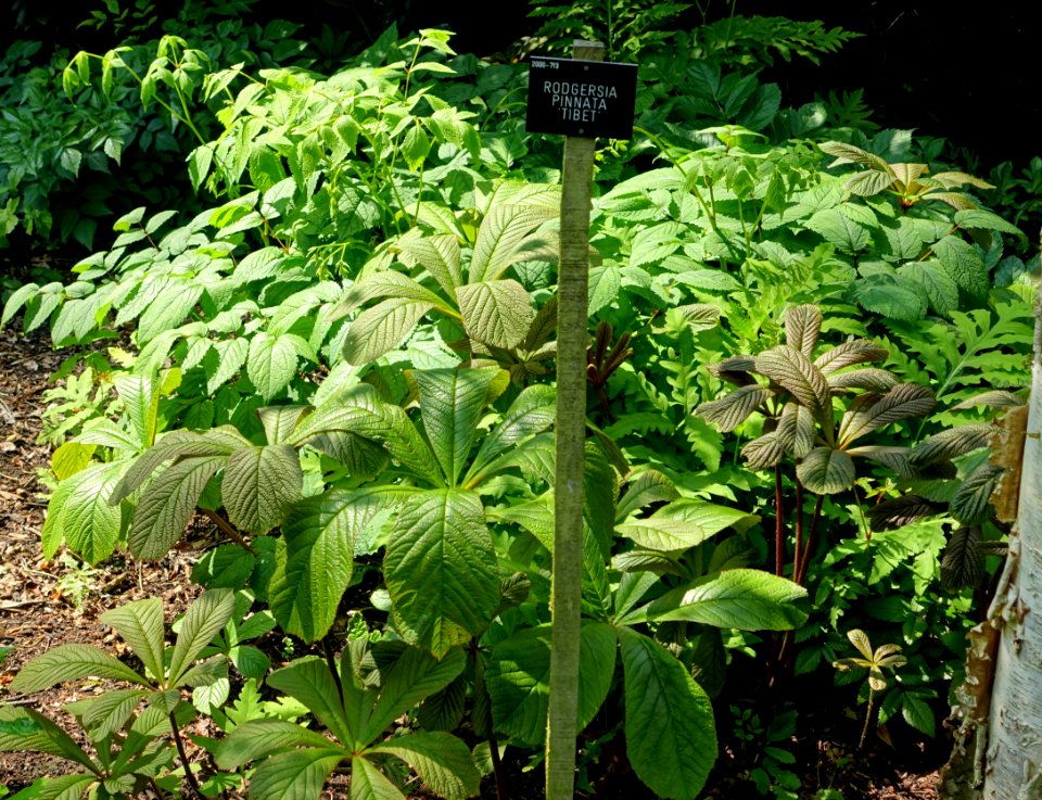 Rodgersia pinnata 'Tibet' - Savill Garden - Windsor Great Park, England - DSC06432