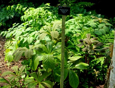 Rodgersia pinnata 'Tibet' - Savill Garden - Windsor Great Park, England - DSC06432