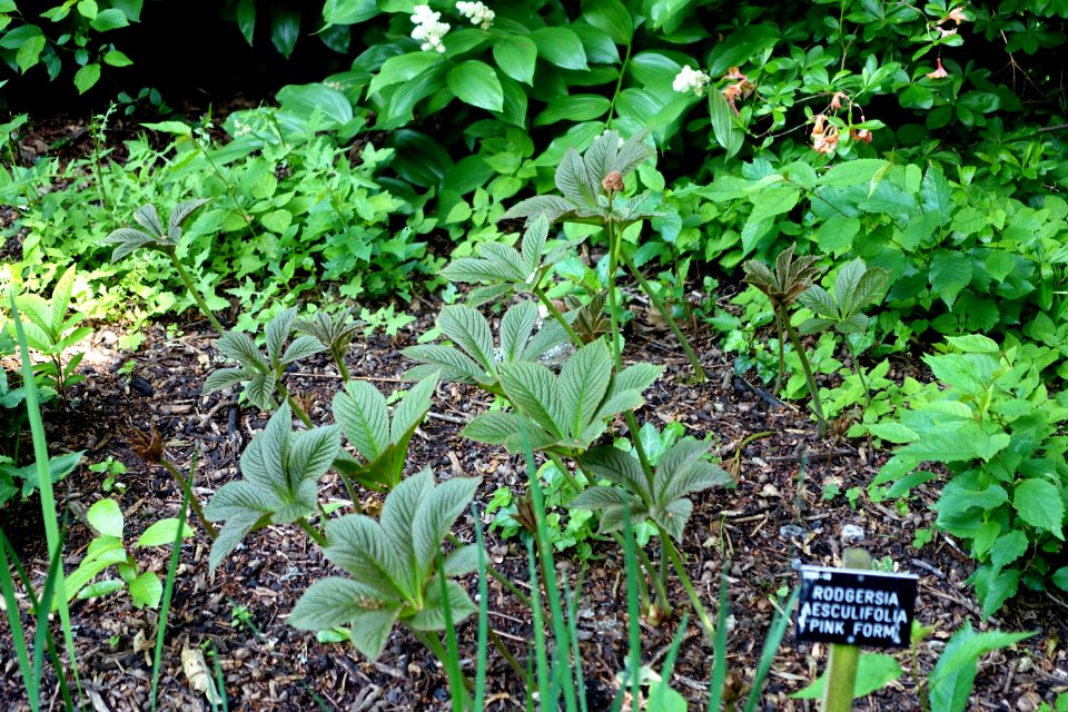 Rodgersia aesculifolia 'Pink Form' - Savill Garden - Windsor Great Park, England - DSC06467