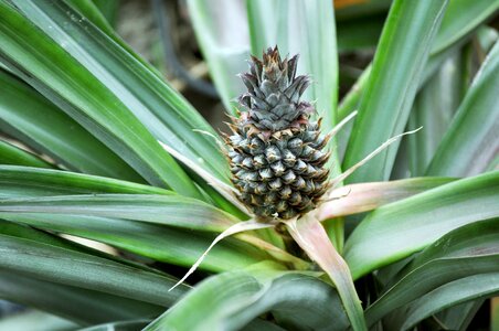 Young pineapple exotic plant photo