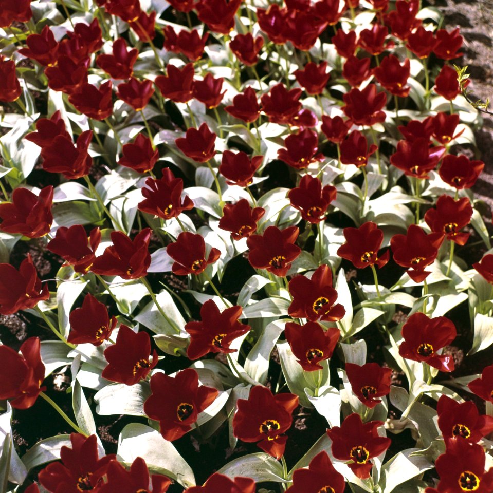 Rode Tulpen in de Keukenhof nr. 6 Beeld van Iginio Balderi Colonea 1, 2, 4, 5,, Bestanddeelnr 254-7163