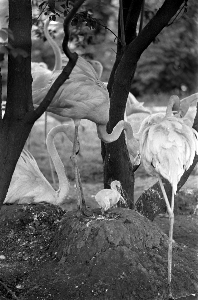 Rode flamingo geboren in Artis. Moeder met jong, Bestanddeelnr 921-4880