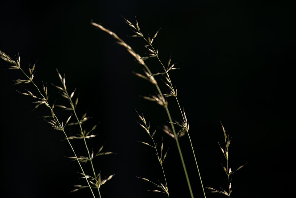 Close up green grass ear