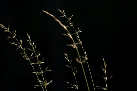 Close up green grass ear