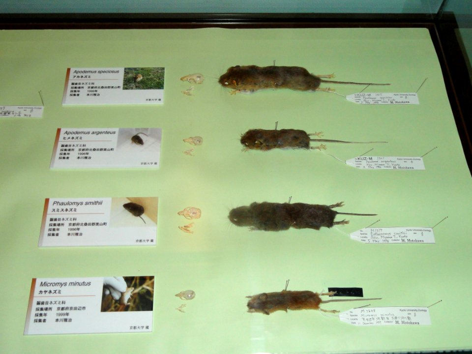 Rodents - Kyoto University Museum - DSC06451